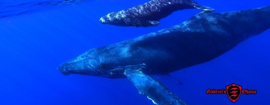 Tour de avistamiento de ballenas en kayak en Maui