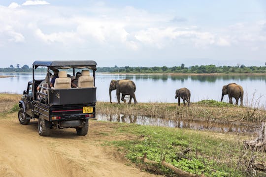 Safari di un'intera giornata al Parco Nazionale di Udawalawa da Colombo