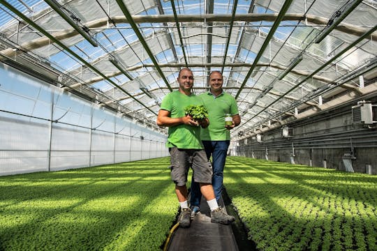 Basil greenhouses tour, show cooking and tasting in Genoa Pra'