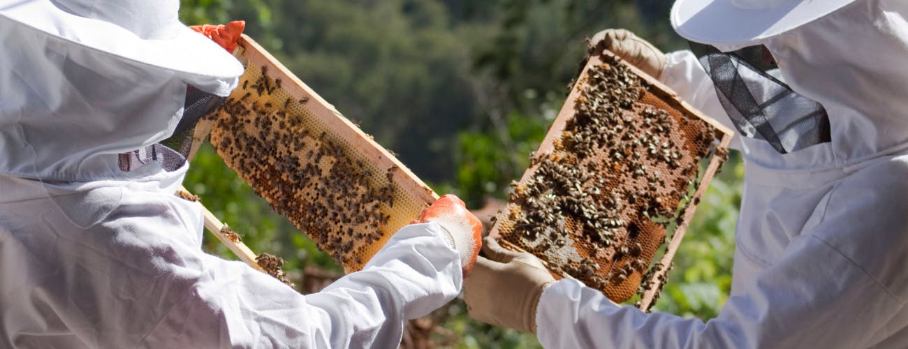 Bee farm tour with honey tasting from Nafplion