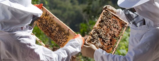 Bee farm tour with honey tasting from Nafplion