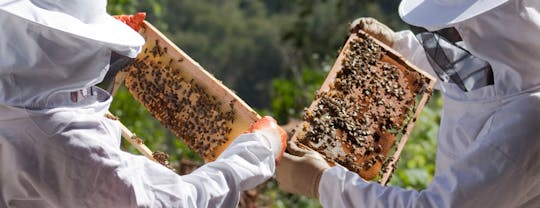 Visite d'une ferme d'abeilles avec dégustation de miel de Nauplie