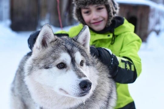 Husky Safari from Levi including a Husky Sled Ride