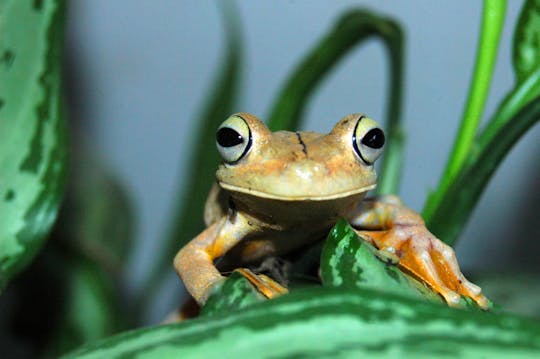 Picture is loading or unavailable