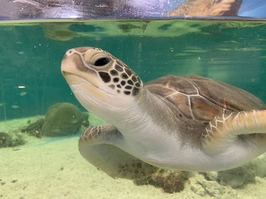 Visite de l'aquarium des tortues de Cairns et billet d'entrée