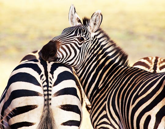 Safari nella savana e tour della fauna selvatica in Costa Rica