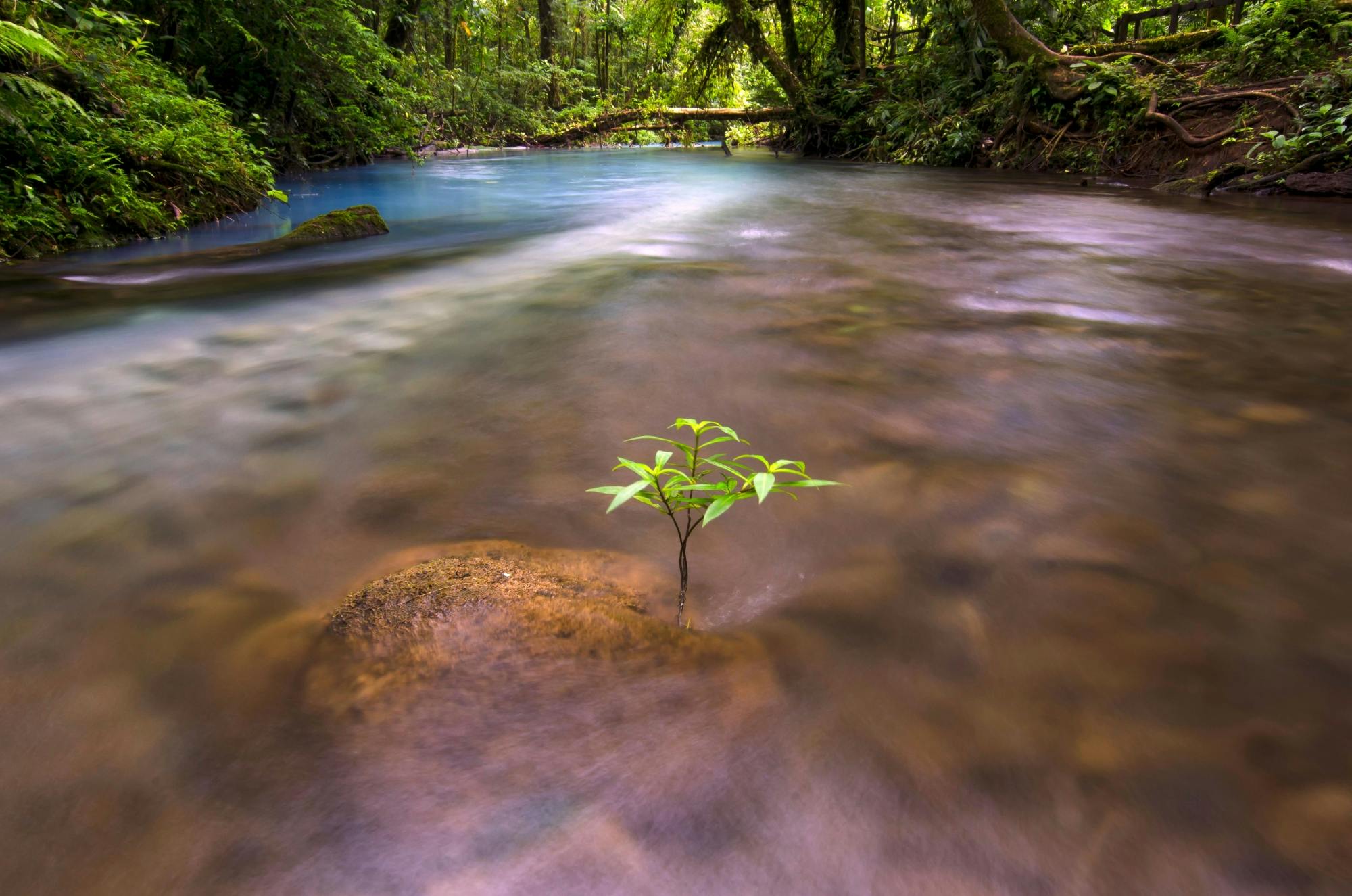 Hiking Tour in Tenorio Volcano National Park