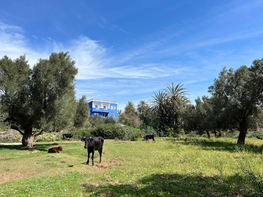 Half day trip to Essaouira oasis
