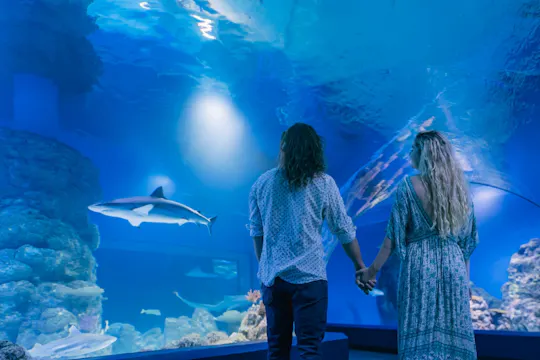 Visite guidée de deux heures au crépuscule de l'aquarium de Cairns et billet d'entrée