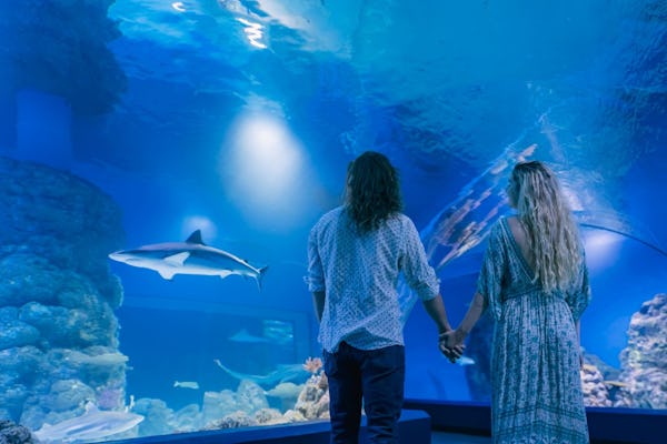 Cairns Aquarium Twilight Visita guidata di due ore e biglietto d'ingresso