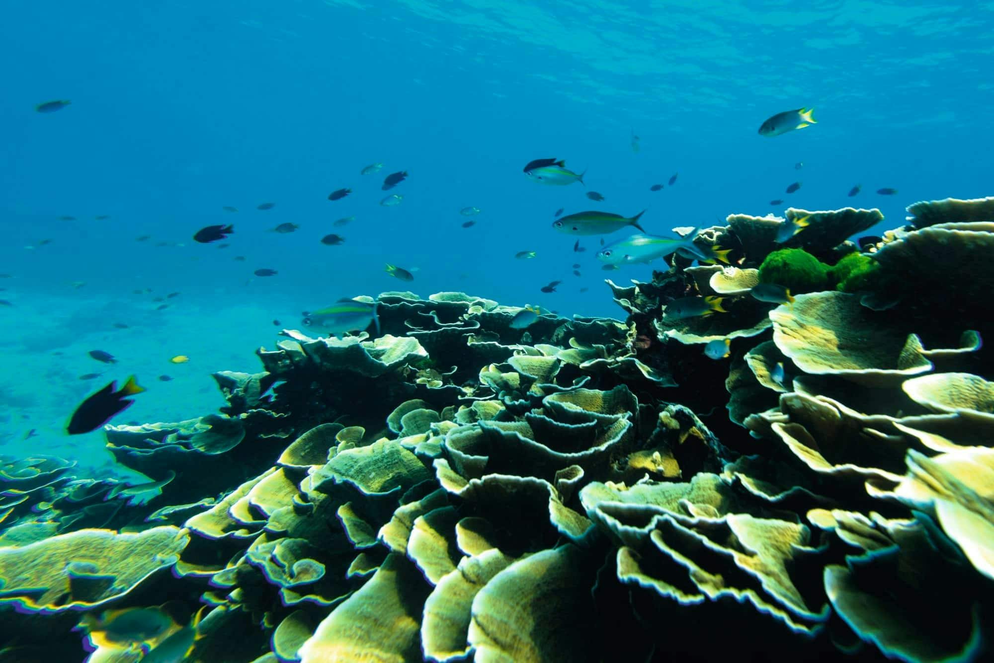 Similan Islands by Speedboat from Khao Lak