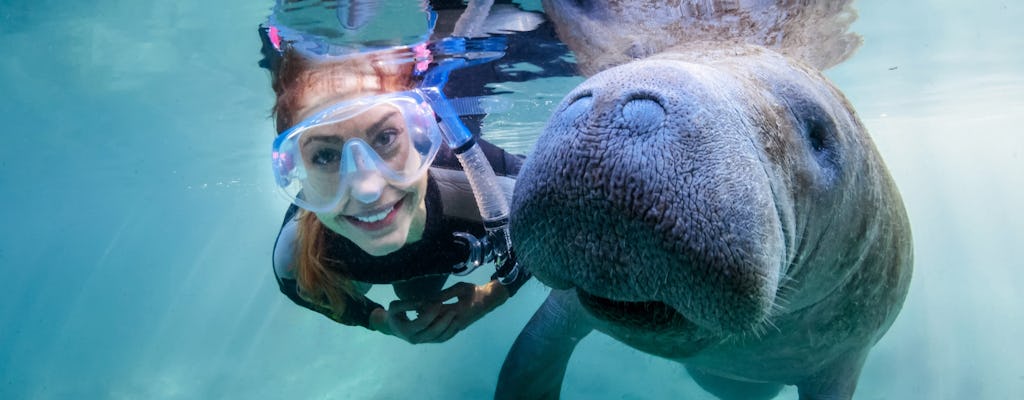 Florida Manatee Adventure Musement florida-manatee-adventure-musement