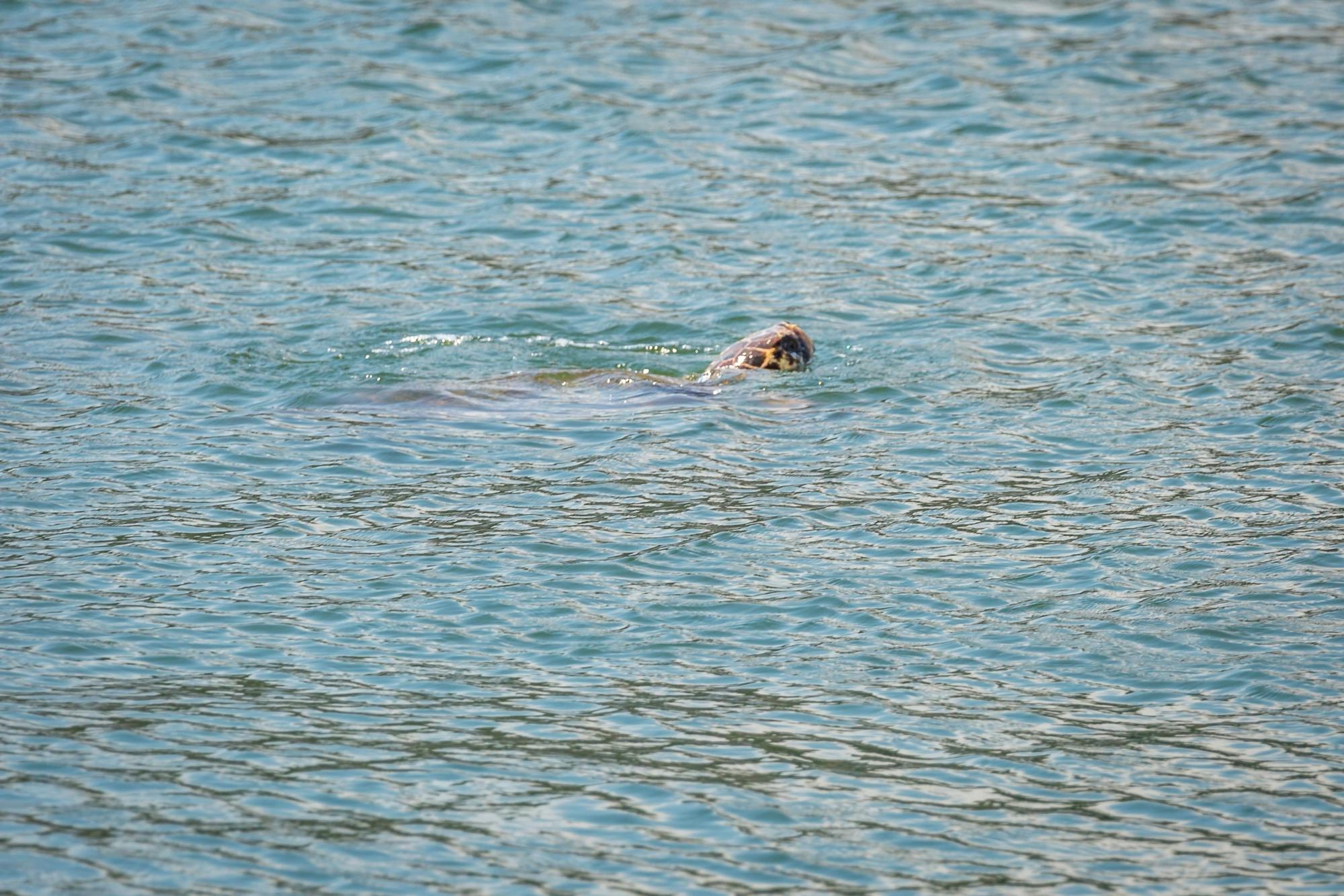 Dalyan River Boat Cruise to Iztuzu Beach with Lunch