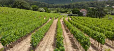 Nice wine tours