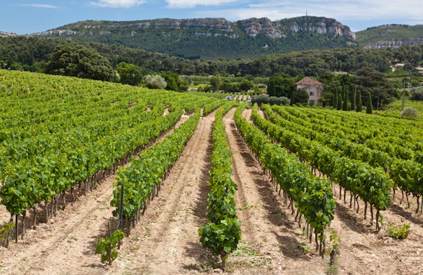 Nice wine tours