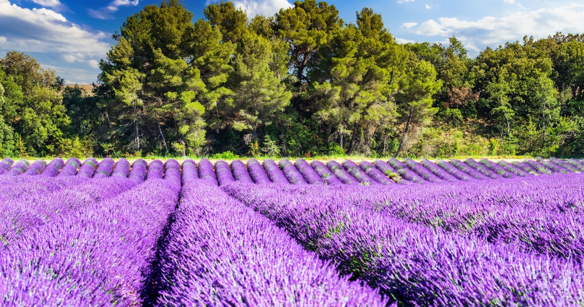 Lavender field Tours and Tickets  musement