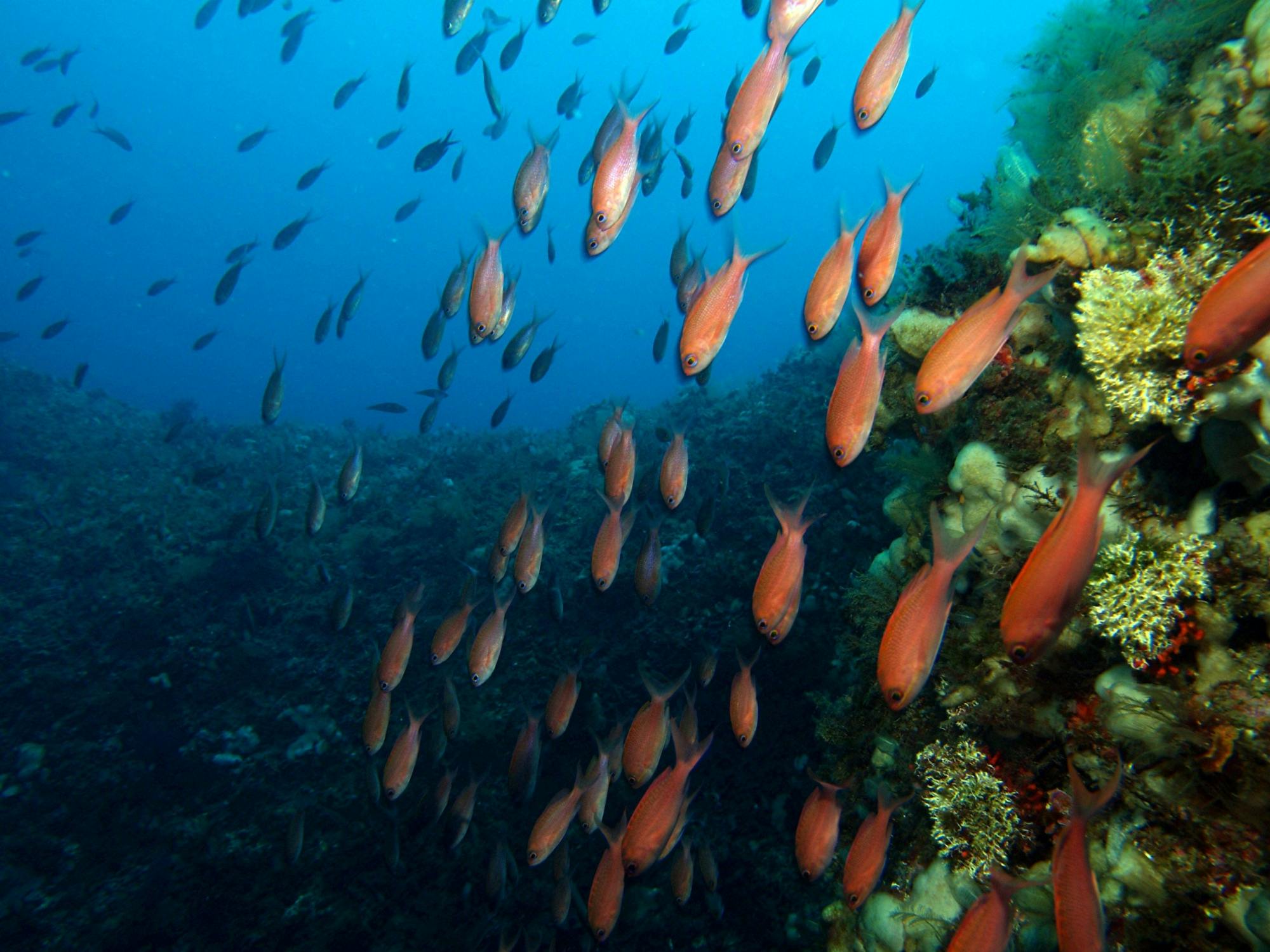 Discover Scuba with Taormina Diving Centre