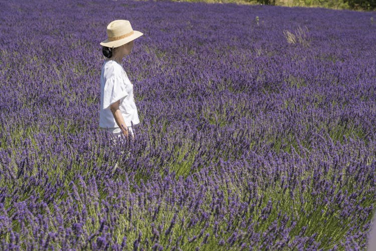 Sault lavender fields full-day guided tour from Avignon