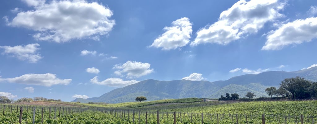 Arrábida small-group wine tour from Lisbon