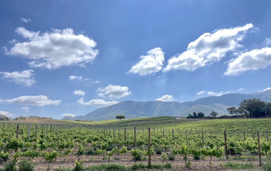 Tour de vino en grupo pequeño de Arrábida desde Lisboa