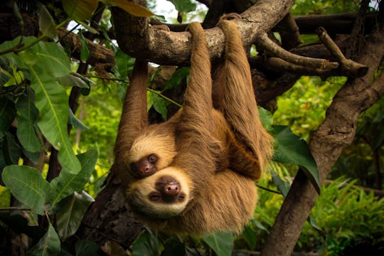 Le billet Aventure Pass du Diamante Eco Park