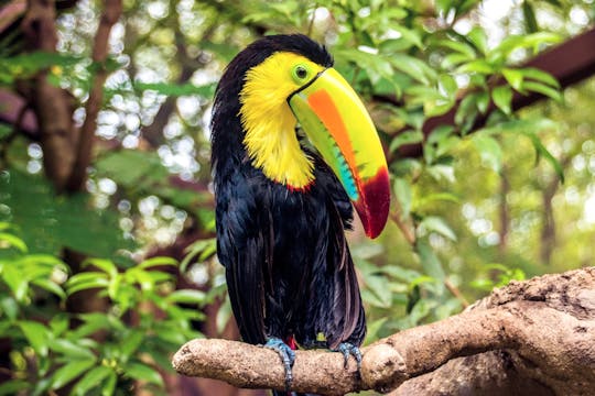 Le billet Découverte du sanctuaire animalier du Diamante Eco Park