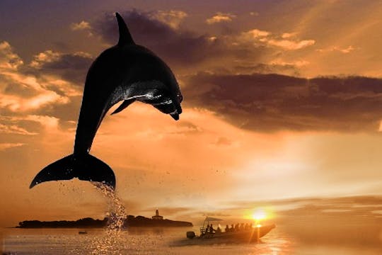 Crucero de avistamiento de delfines en grupos pequeños desde Alcudia