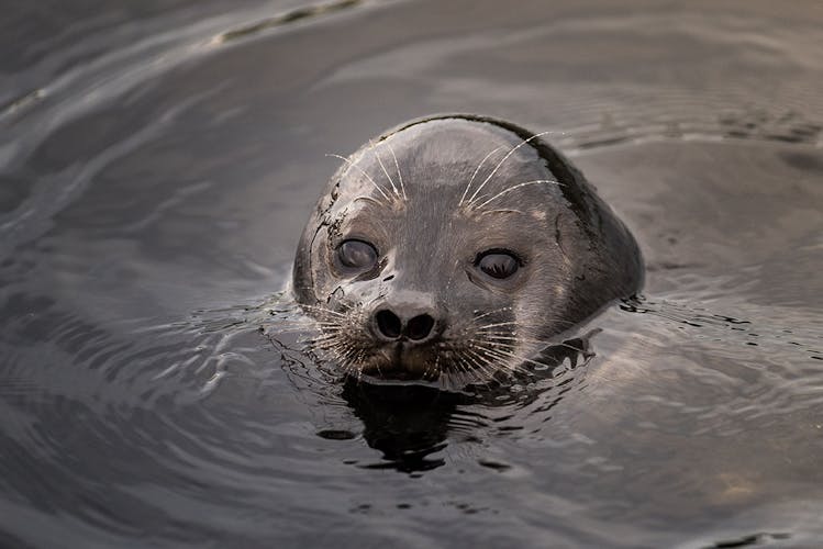 Unforgettable private seal safari