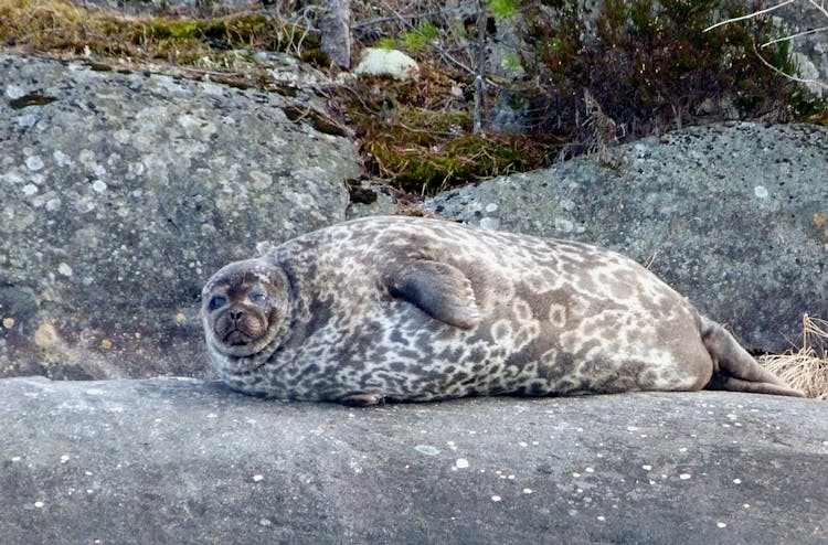 Unforgettable private seal safari