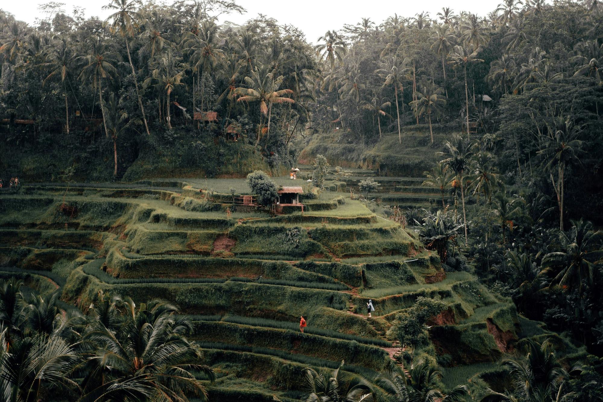 Bali Highlands Private Tour with Batukaru Temple