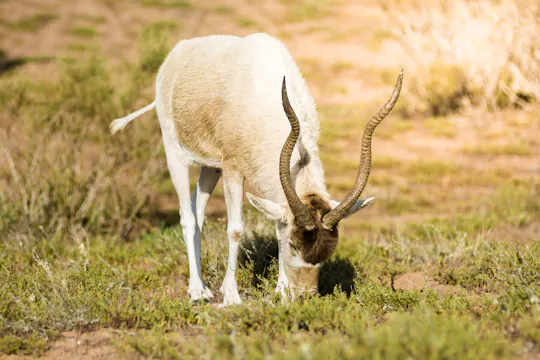 Führung durch den Souss-Massa-Nationalpark mit Abholung