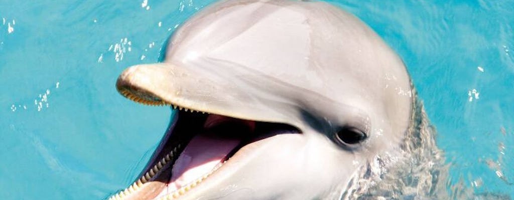 Nado con delfines en Dolphin Discovery