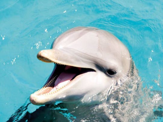 Nuoto con i delfini d'argento al Dolphin Discovery