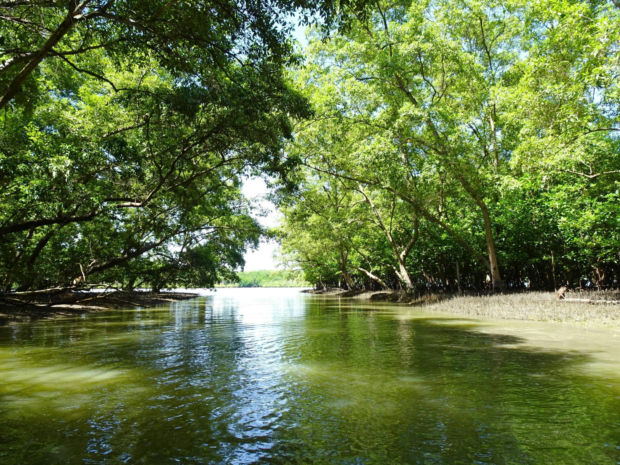 Bevaringssenter for mangroveskogen