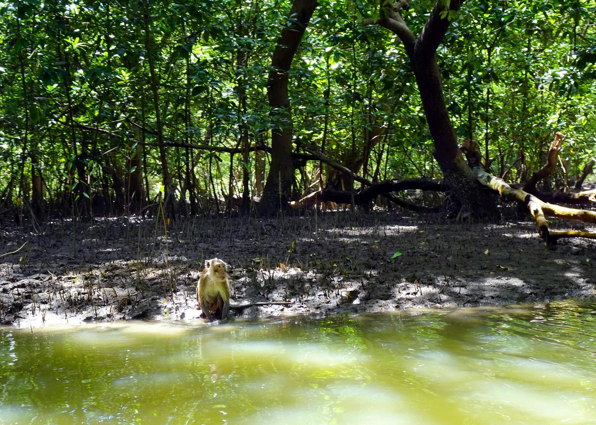 Mangrove Forest Conservation Centre