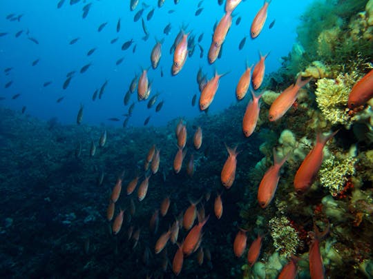 Sicily Scuba Diving - 2 Tank Dive