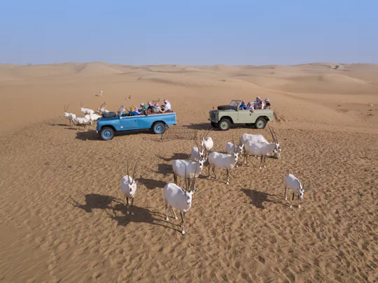 Dubai desert safari by vintage Land Rover with dinner
