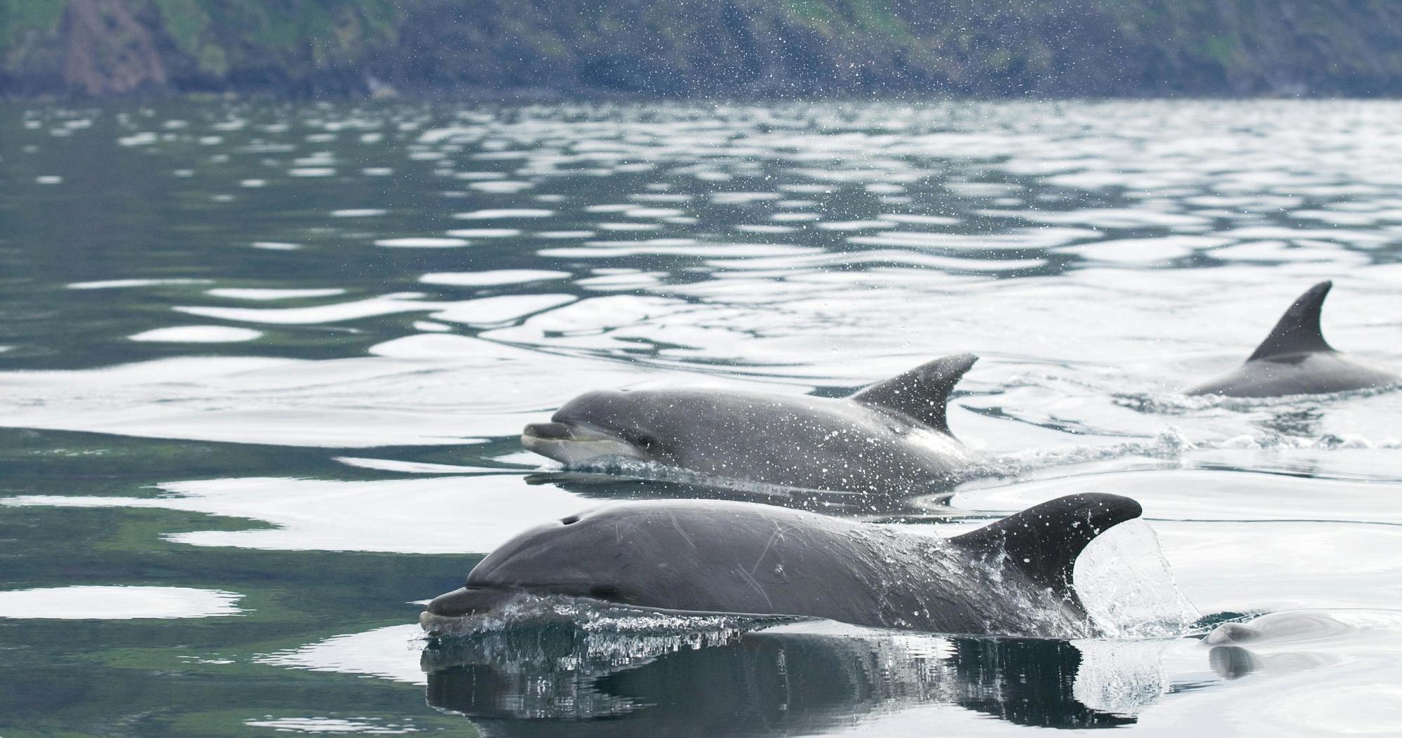 Bootstour zur Wal- und Delfinbeobachtung auf der Insel Pico