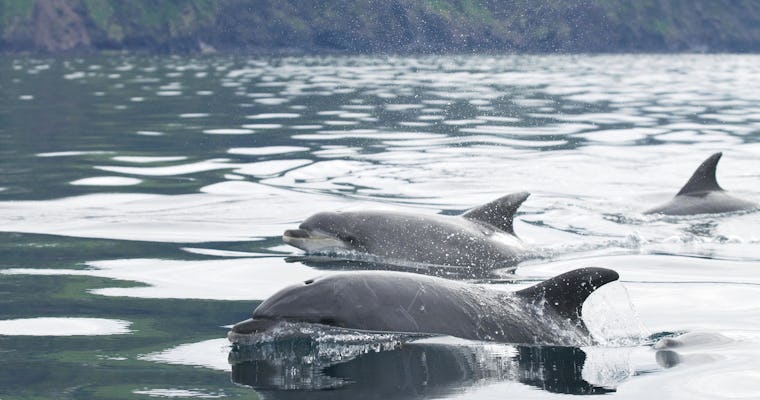 Tour in barca per osservare balene e delfini nell'isola di Pico