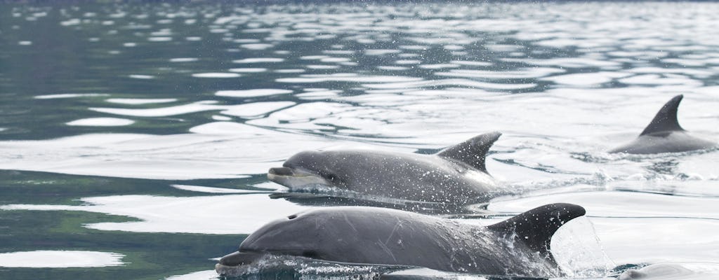 Boottocht om walvissen en dolfijnen te spotten op het eiland Pico