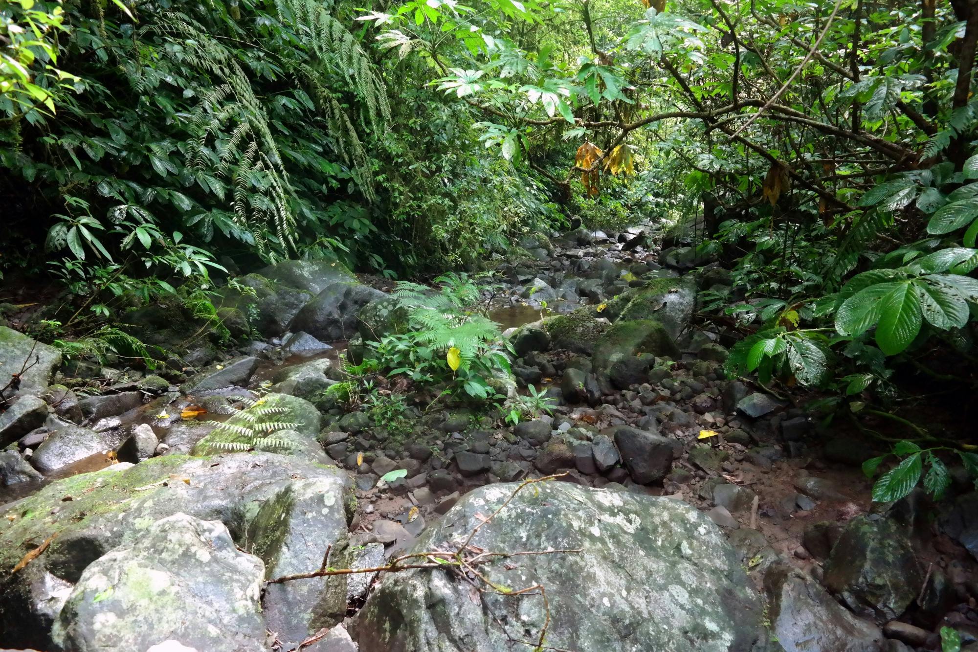 Trekking nella giungla profonda di BJT