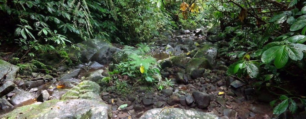 Deep Jungle Trekking by BJT
