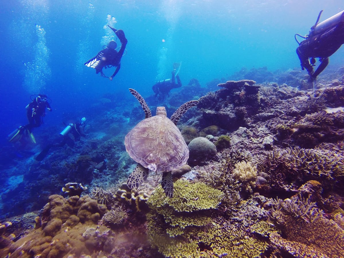 Duikervaringen en cursussen in Marsa Alam