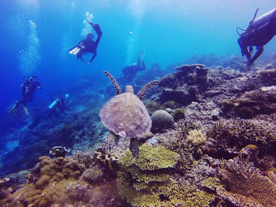 Diving experiences and courses in Marsa Alam
