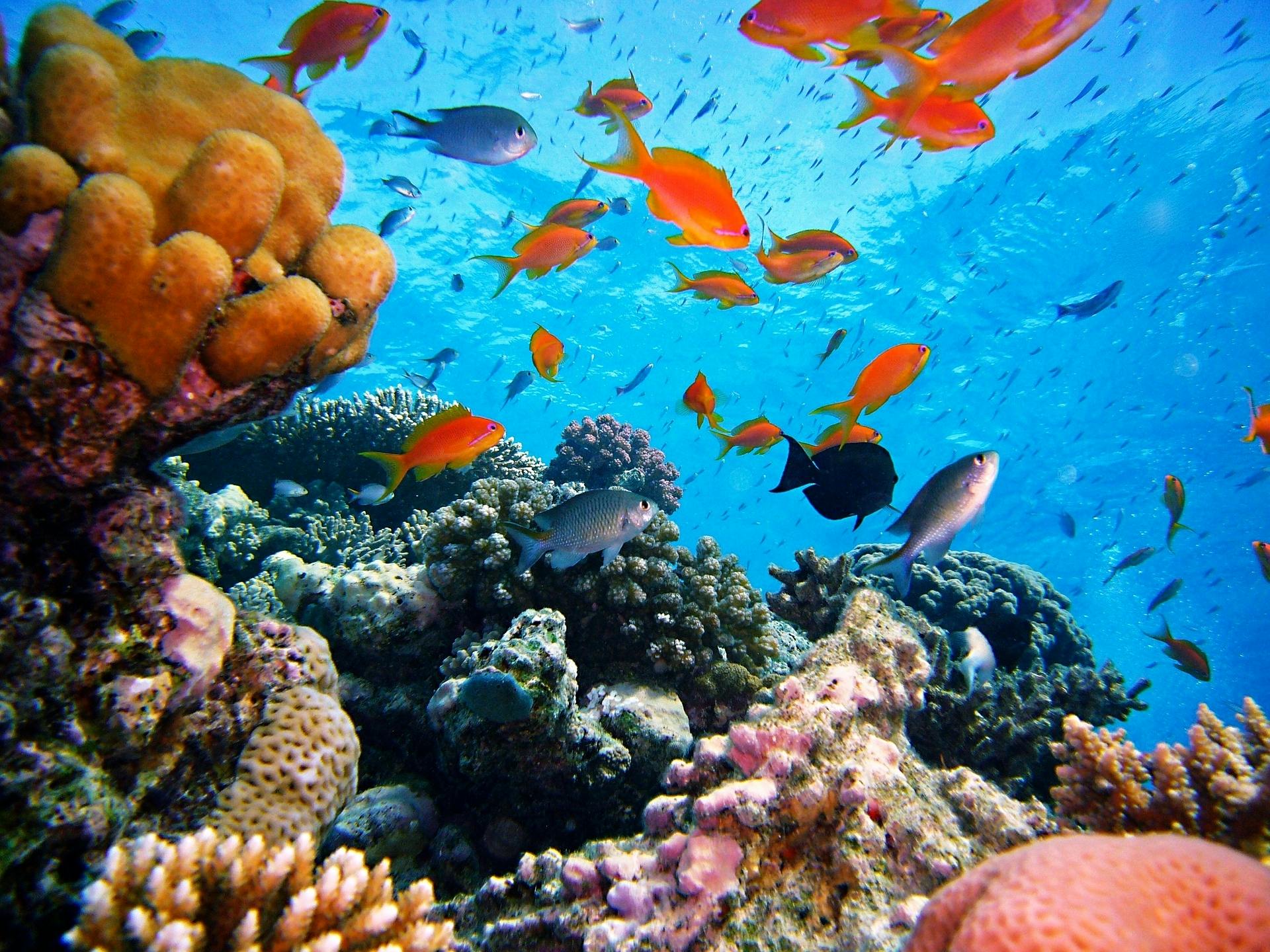Satayah Reef Snorkeling Tour from Marsa Alam with Lunch and Drinks