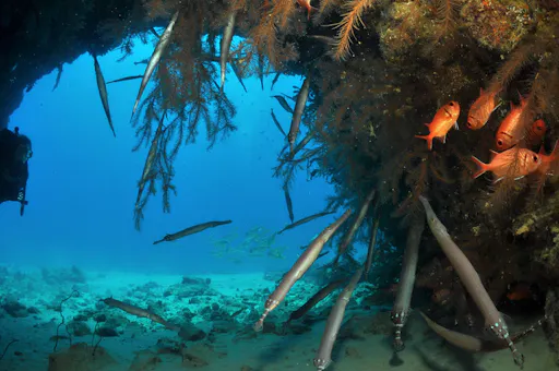 Cape Verde Snorkelling Tour from Sal