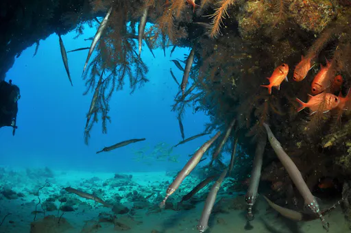 Cape Verde Snorkelling Tour from Sal