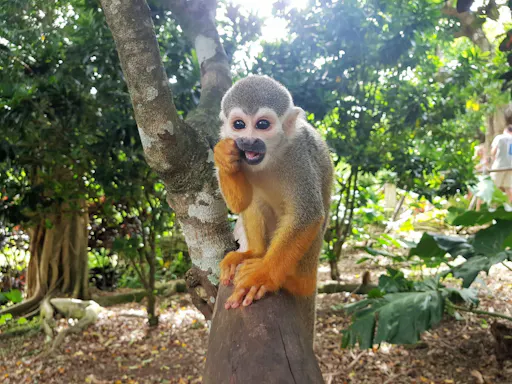 Monkeyland Safari and Countryside Home Visit