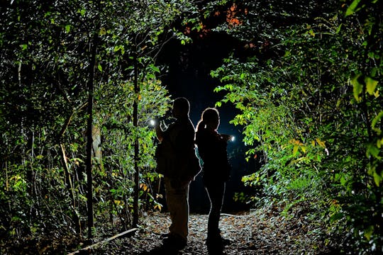 Biologisches Reservat Monteverde-Nebelwald bei Nacht