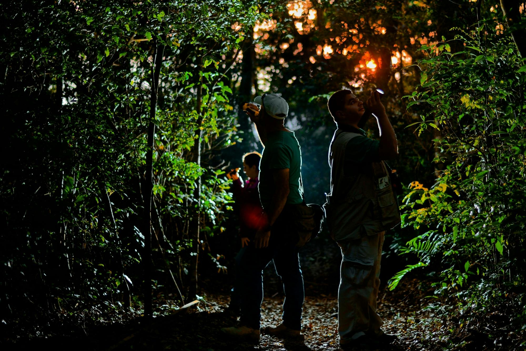 Monteverde Cloud Forest Biological Reserve by Night